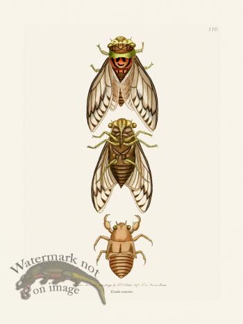 110 Cicada common